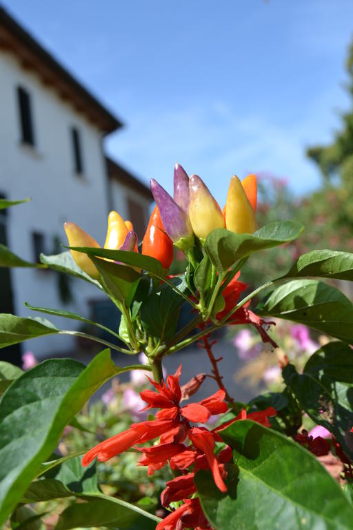 Country House Bucaneve Rovolon Εξωτερικό φωτογραφία
