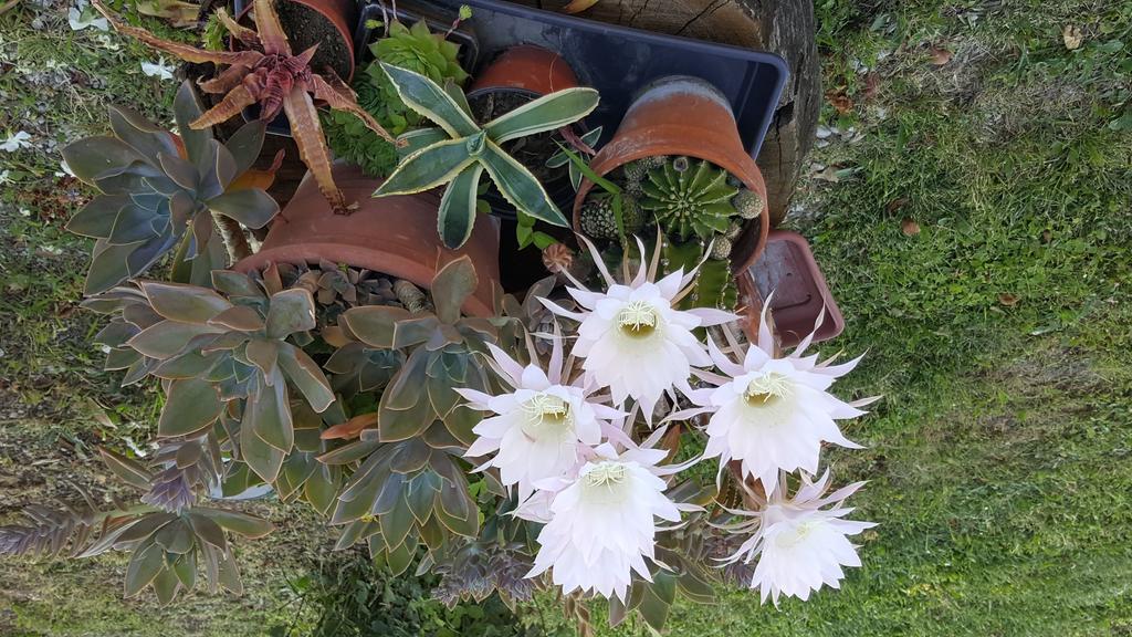 Country House Bucaneve Rovolon Εξωτερικό φωτογραφία